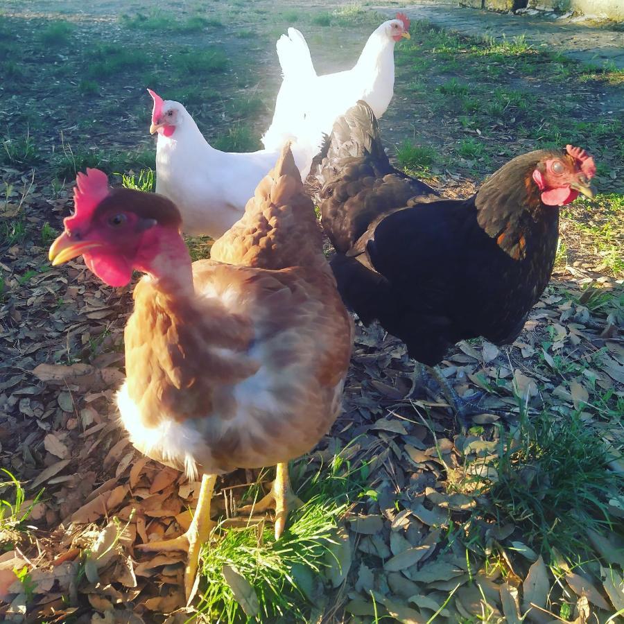 Agriturismo La Villetta San Lorenzo Nuovo المظهر الخارجي الصورة